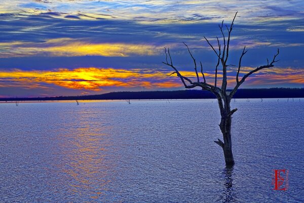 Arbre triste solitaire dans l eau