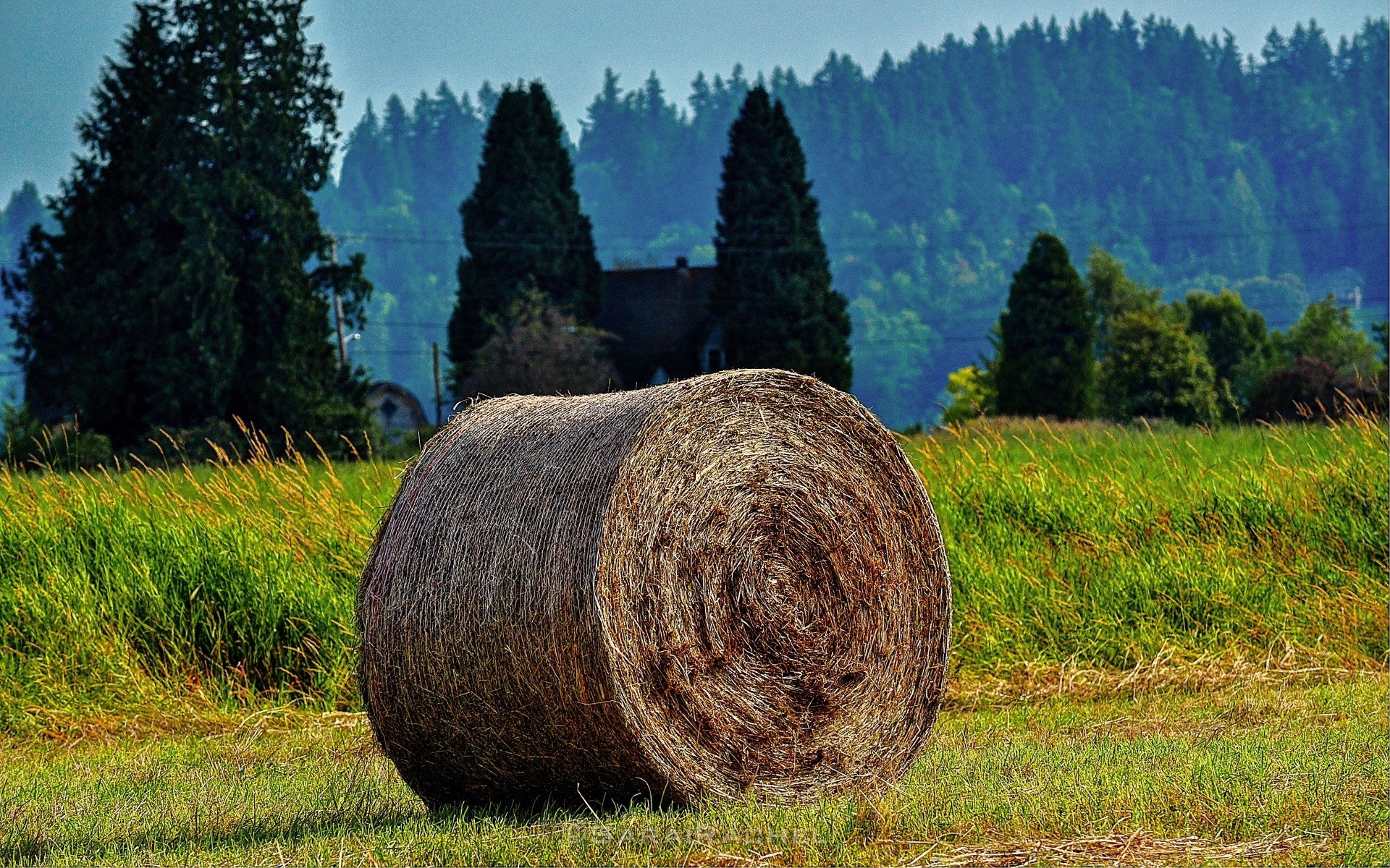 america landscape nature tree rural hayfield agriculture wood field grass sky country countryside farm summer outdoors pasture cloud