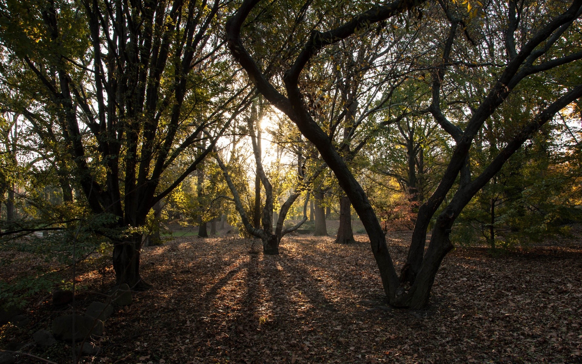 america tree wood landscape park leaf nature fall branch environment guidance dawn scenic daylight lush season fair weather outdoors sun trunk