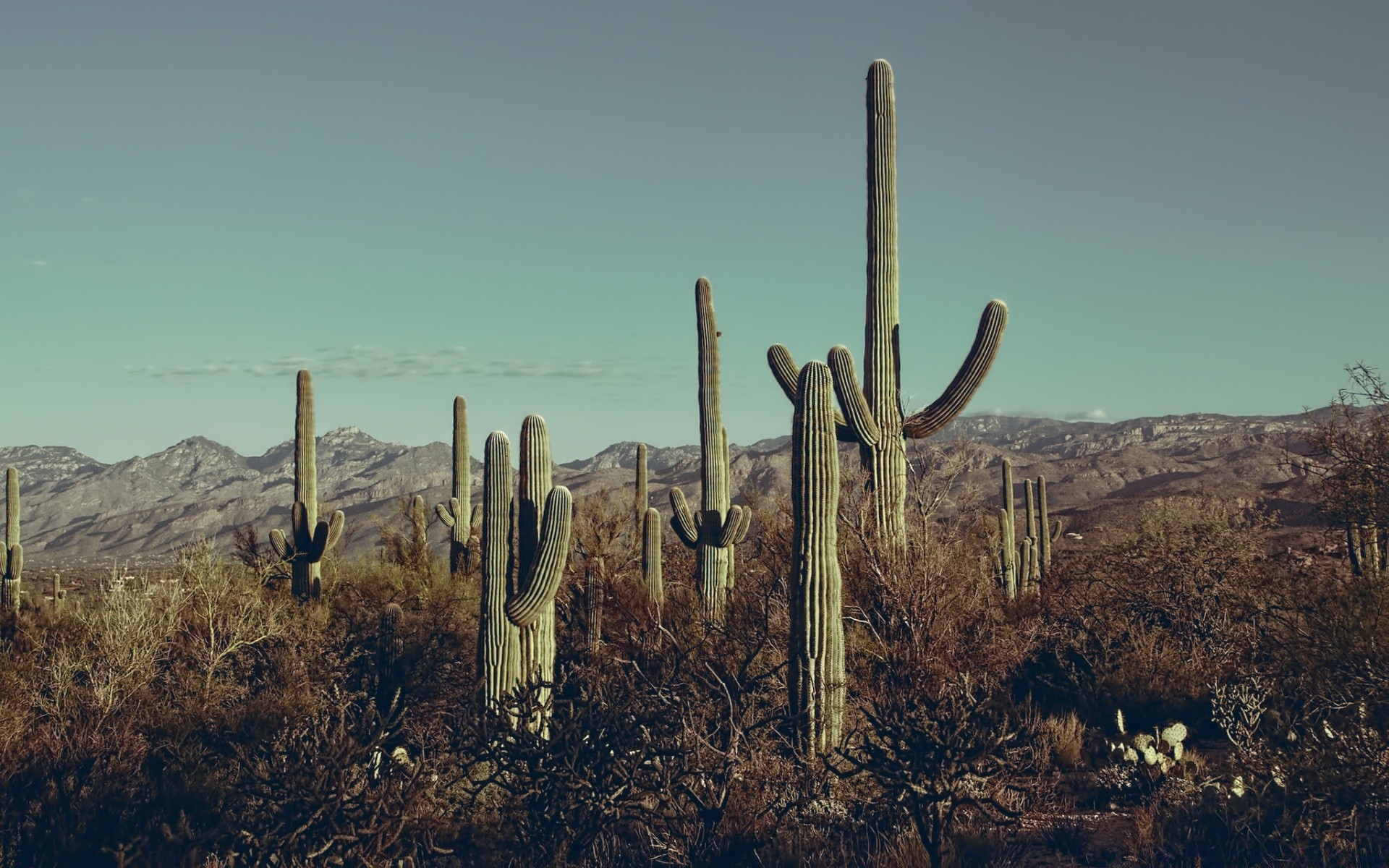 america cactus desert landscape dry nature outdoors sky saguaro tree travel arid flora barren