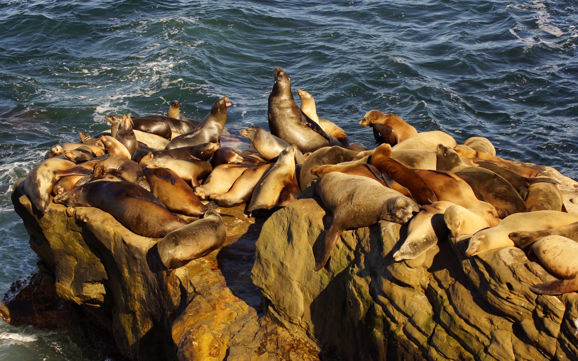 amerika wasser meer ozean meer drucken natur säugetier marine tierwelt strand rock im freien tier nass