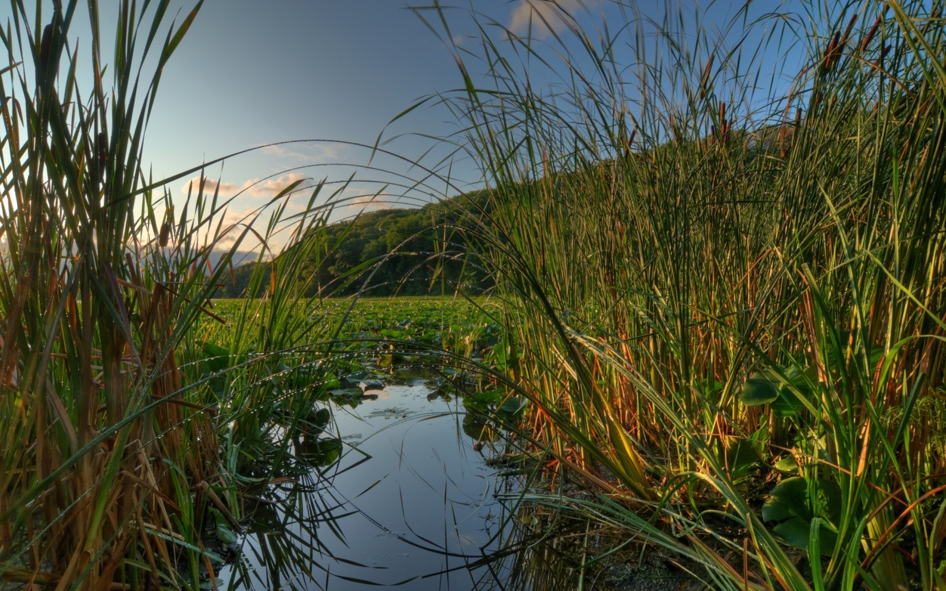 amérique herbe eau roseau nature mars paysage à l extérieur environnement réflexion flore champ marais été lac canne ciel aube foin croissance