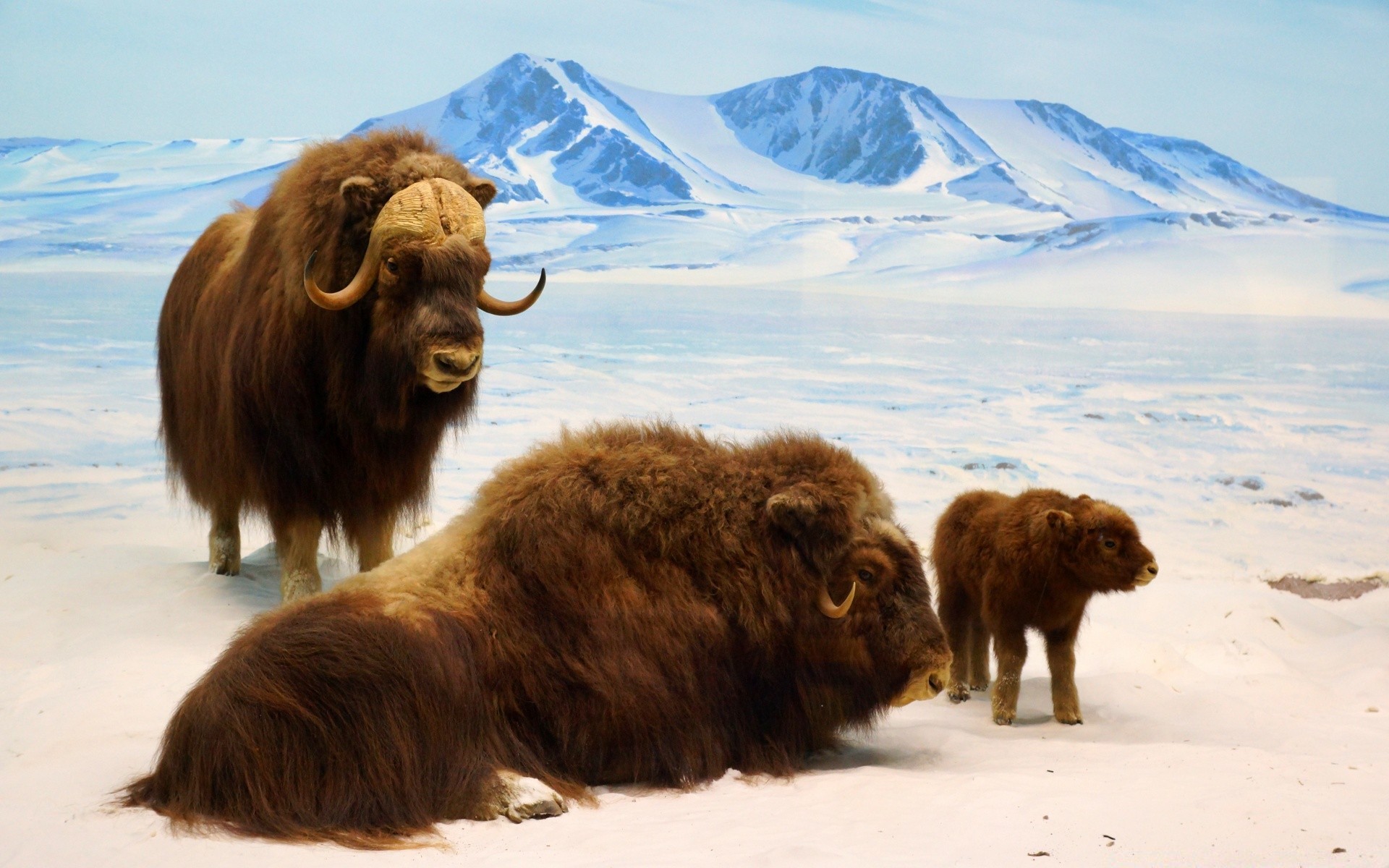 américa mamífero nieve animal al aire libre vida silvestre invierno ganado frío viajes naturaleza agua bisonte toro