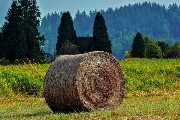 A picturesque sheaf of hay in the meadows