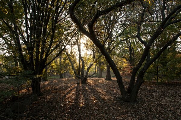 Un parque con árboles verdes y sol