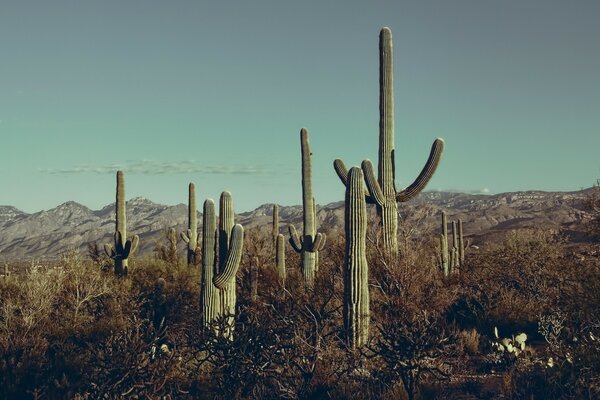 Cactus géants dans les déserts de l Amérique