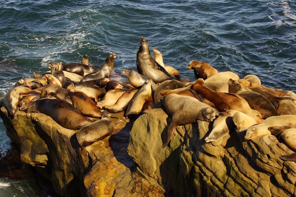 Seals aqueça-se em pedras