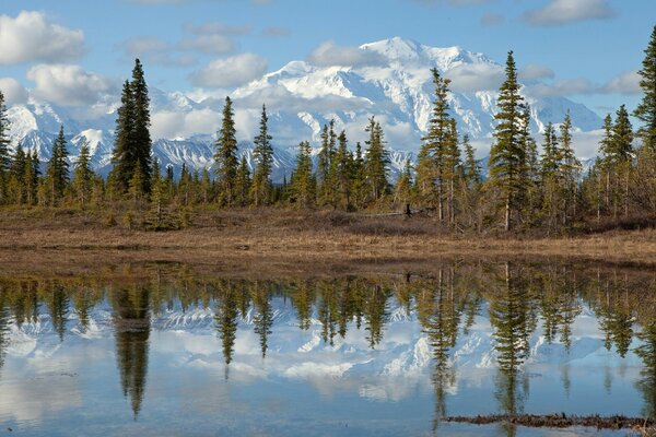 Reflection in the lake of trees landscape