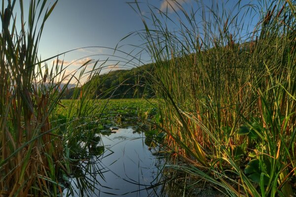 Erba in acqua all alba sullo sfondo