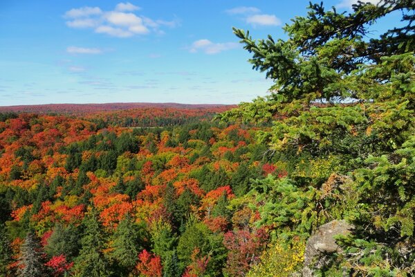 Dense autumn forest top view