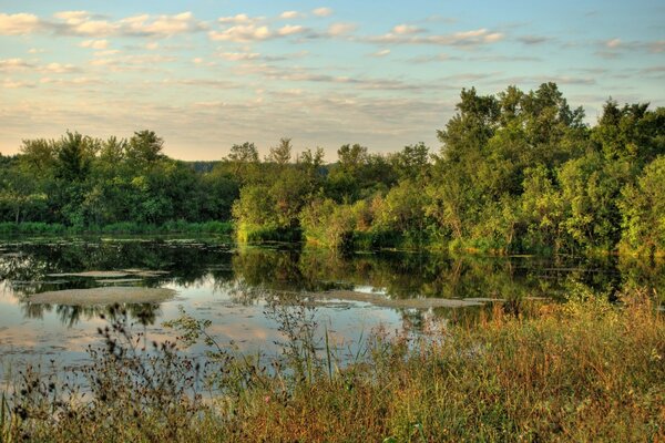 Pond and flora around wallpaper