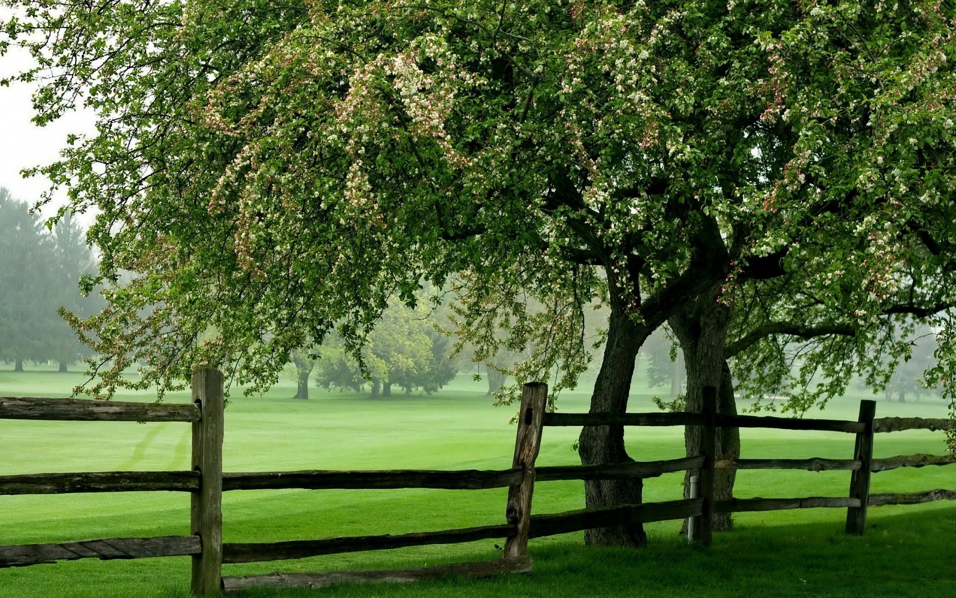 landscapes tree landscape nature wood grass season park leaf branch flora garden outdoors rural summer fence country environment countryside sight