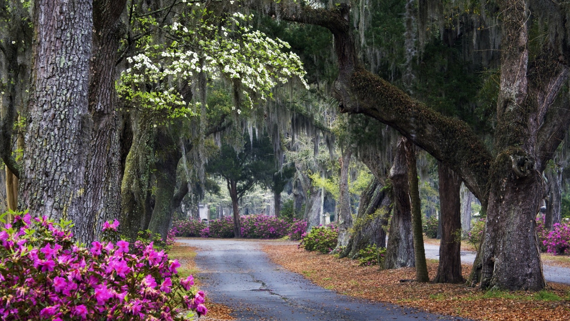 landscapes tree wood nature landscape park leaf outdoors flora garden guidance environment scenic travel summer road flower lush