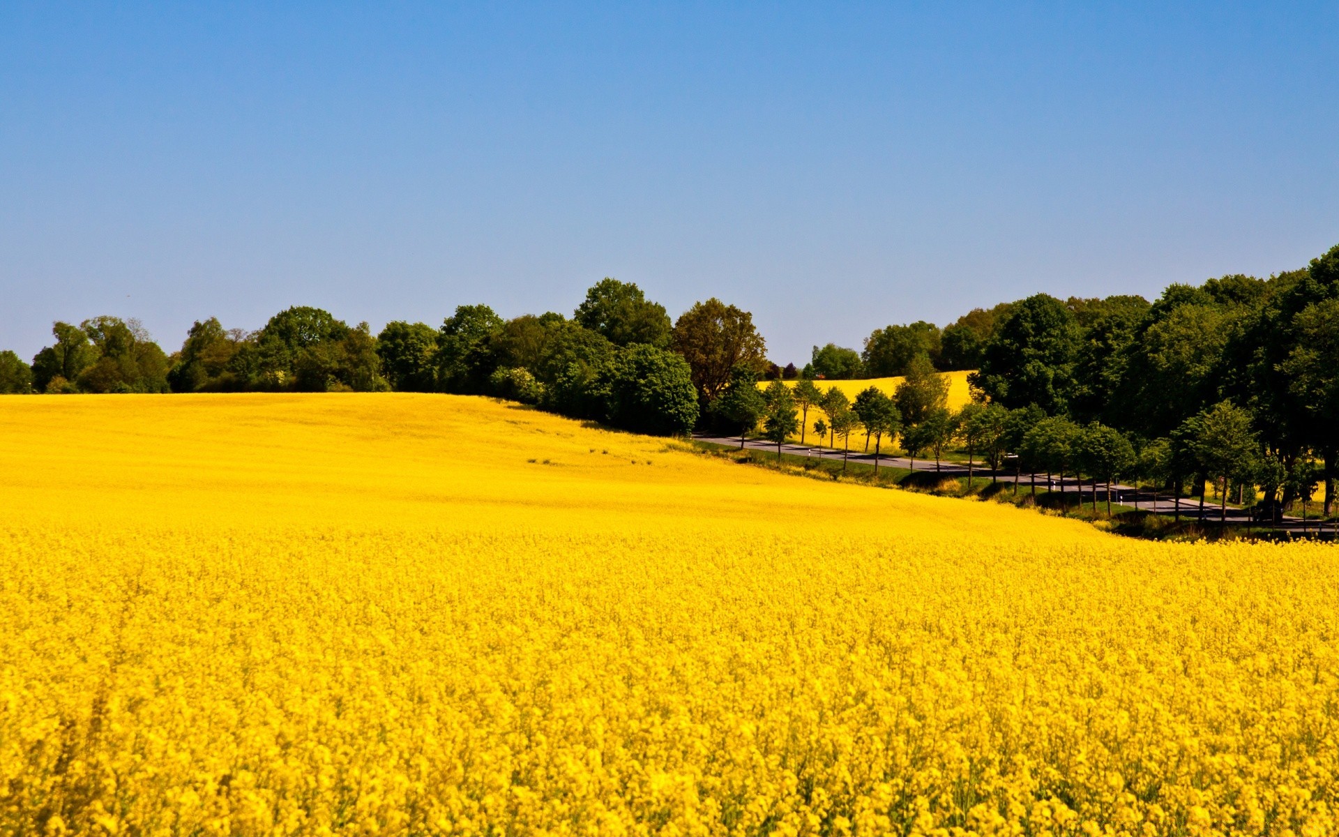 krajobrazy rolnictwo pole gospodarstwo krajobraz żniwa wiejskich natura kwiat wsi olej niebo lato flora na zewnątrz wzrost gleby środowiska drzewa pola uprawne