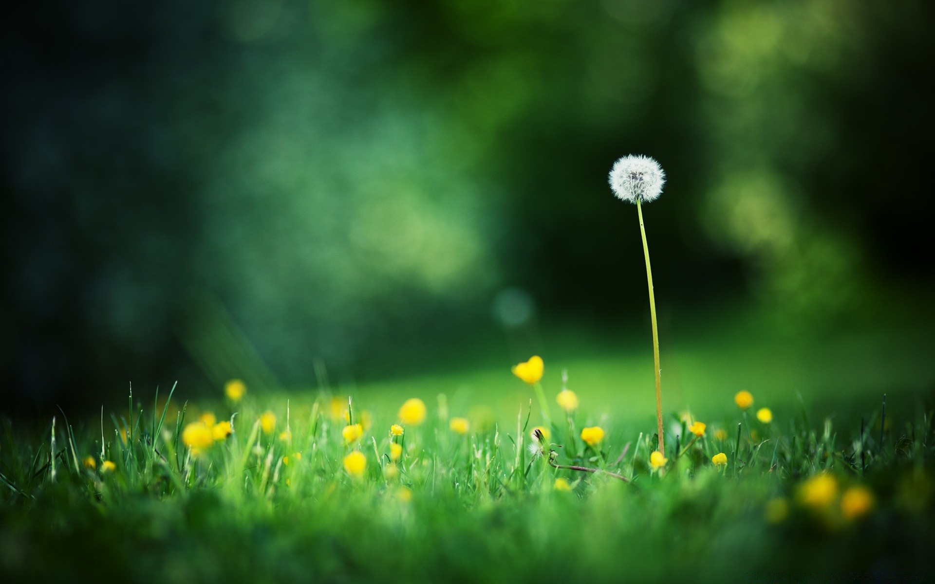 paysage herbe champ foin nature été fleur croissance soleil pelouse flore beau temps jardin pissenlit feuille rural lumineux à l extérieur flou