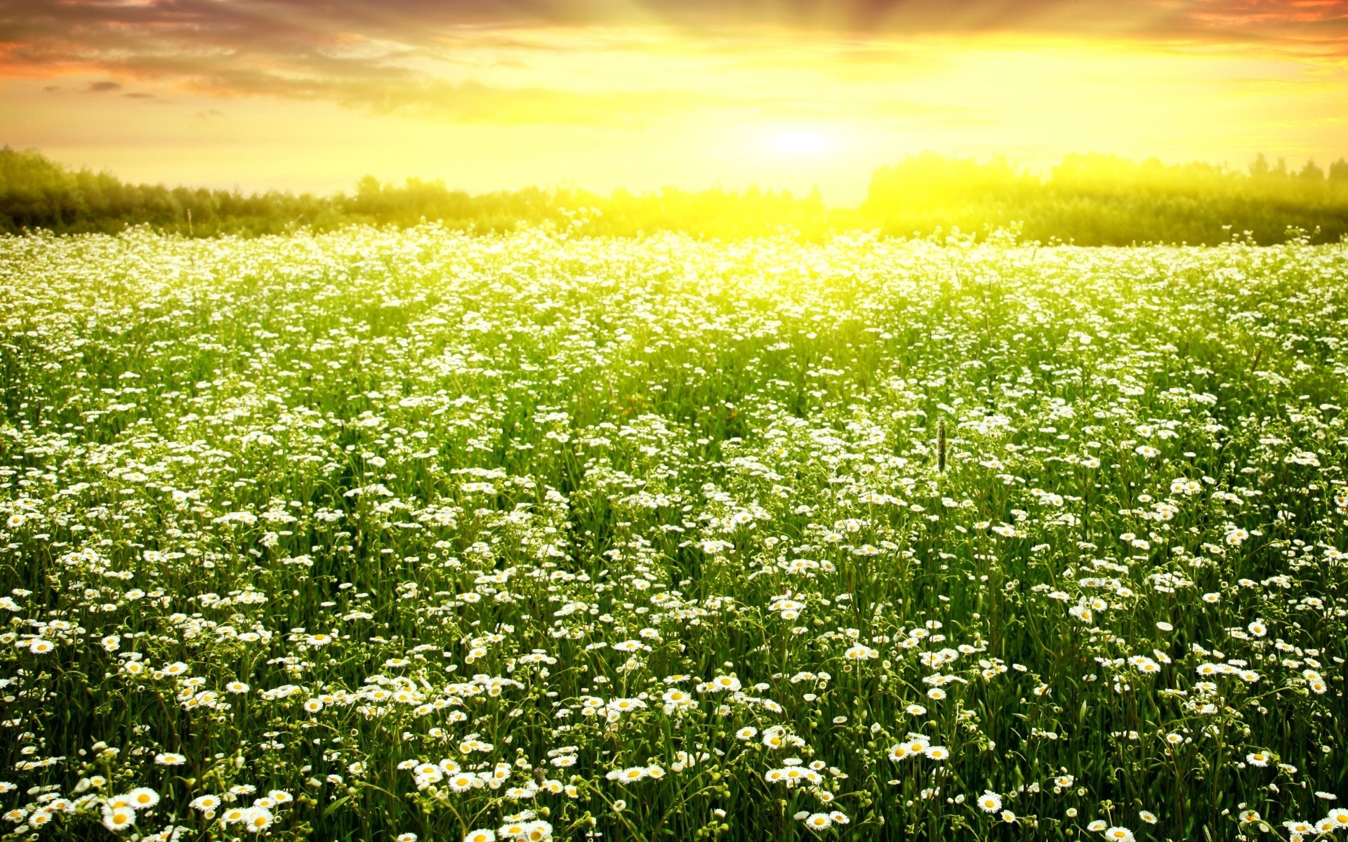 paisagens campo flor natureza feno grama verão rural flora bom tempo paisagem ao ar livre agricultura camomila sol campo crescimento idílio temporada folha