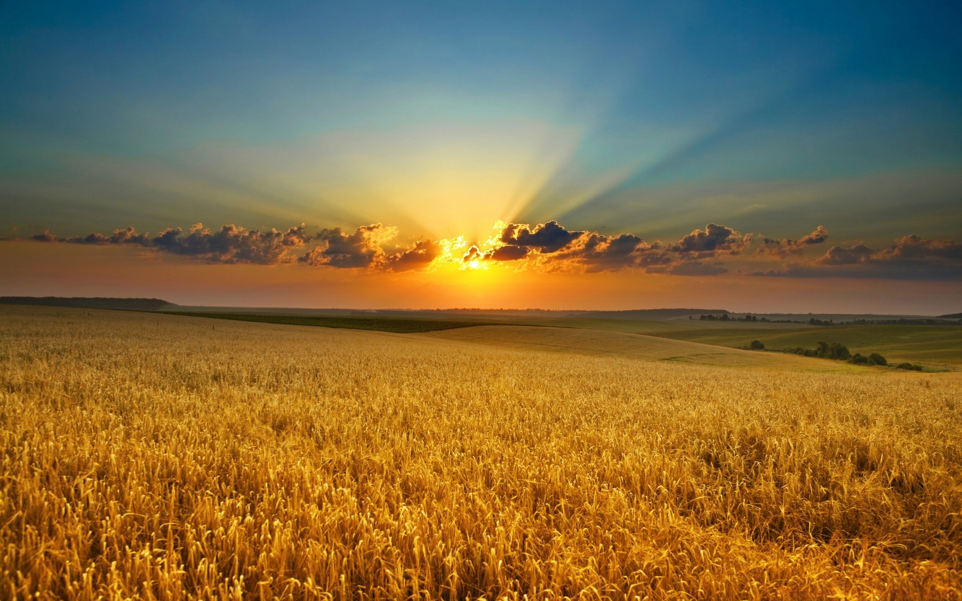 paisaje trigo cereales agricultura paisaje puesta del sol rural pasto maíz amanecer cosecha granja campo cielo campo al aire libre sol tierra cultivada pan