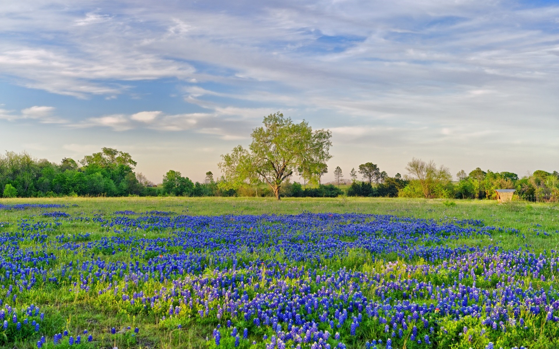 landschaft natur des ländlichen blume sommer im freien feld heuhaufen landschaft landschaft gras flora landwirtschaft gutes wetter hell wachstum blatt idylle