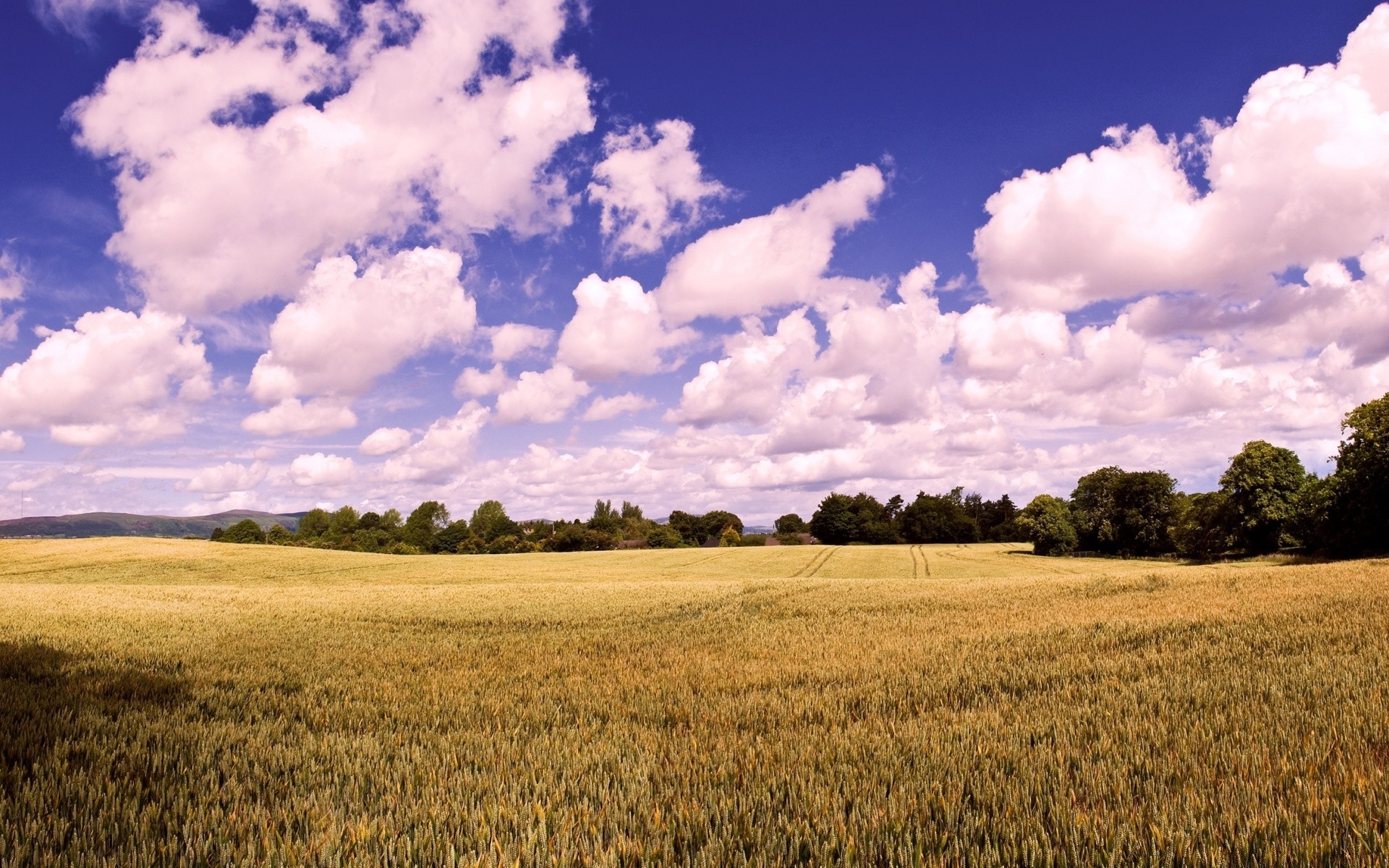 paisaje agricultura trigo rural campo granja cereales pasto paisaje campo cosecha naturaleza cielo maíz al aire libre tierra cultivada tierras de cultivo verano buen tiempo oro