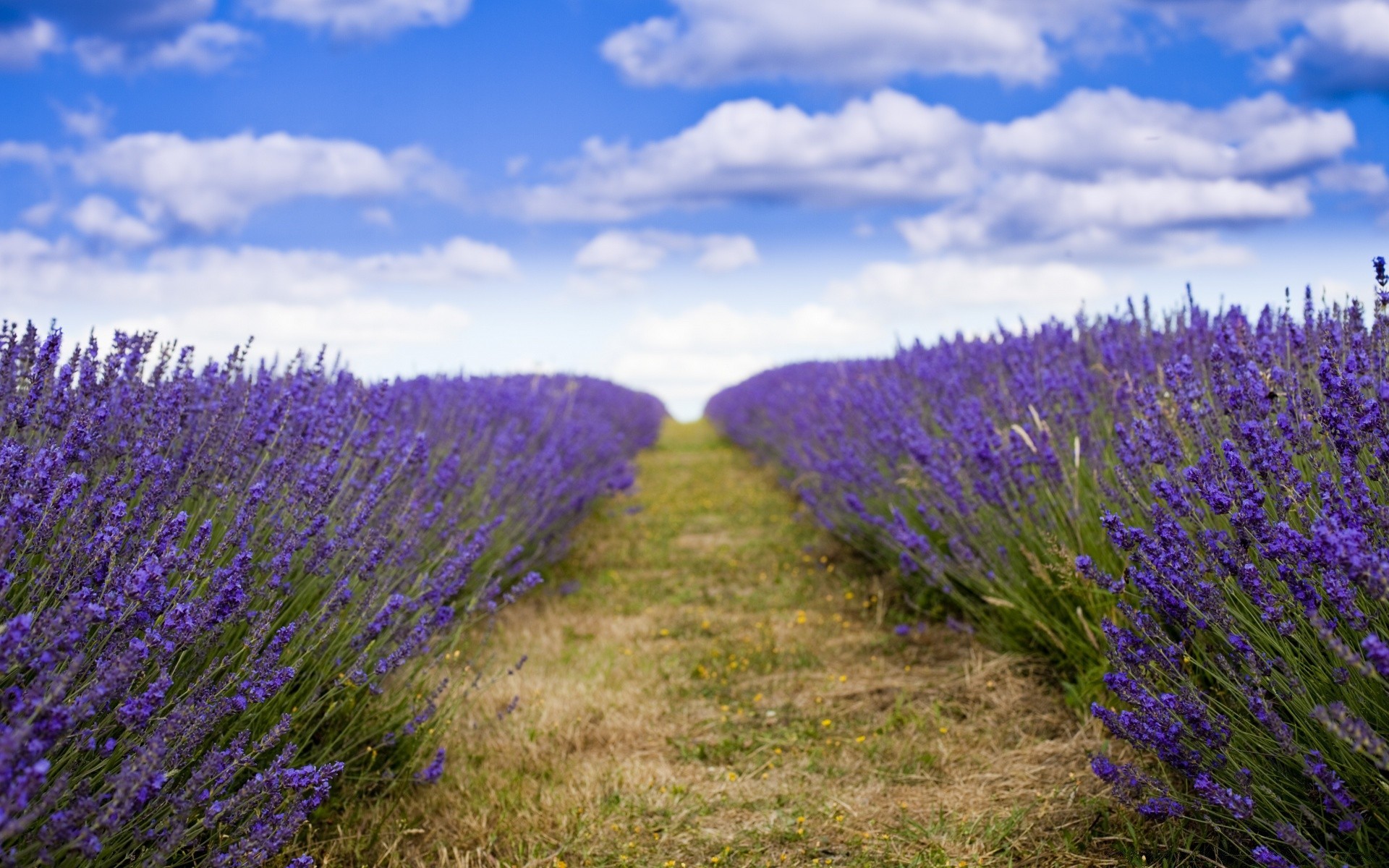 paysage lavande fleur champ campagne rural nature violet flore à l extérieur parfum été paysage abondance agriculture foin pays bluming herbes