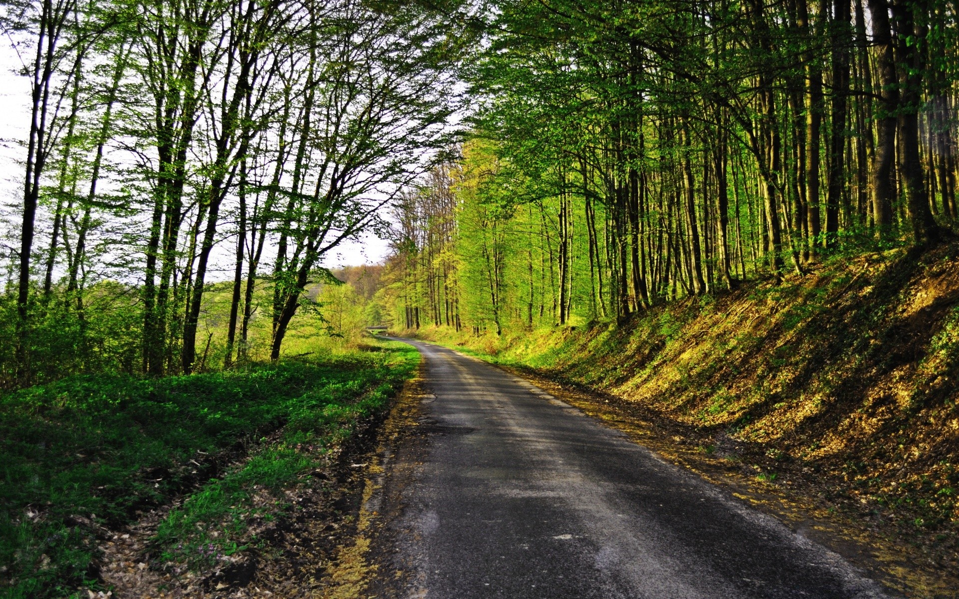 landscapes road wood landscape guidance nature tree leaf rural environment park scenic countryside outdoors lane season grass lush country scenery