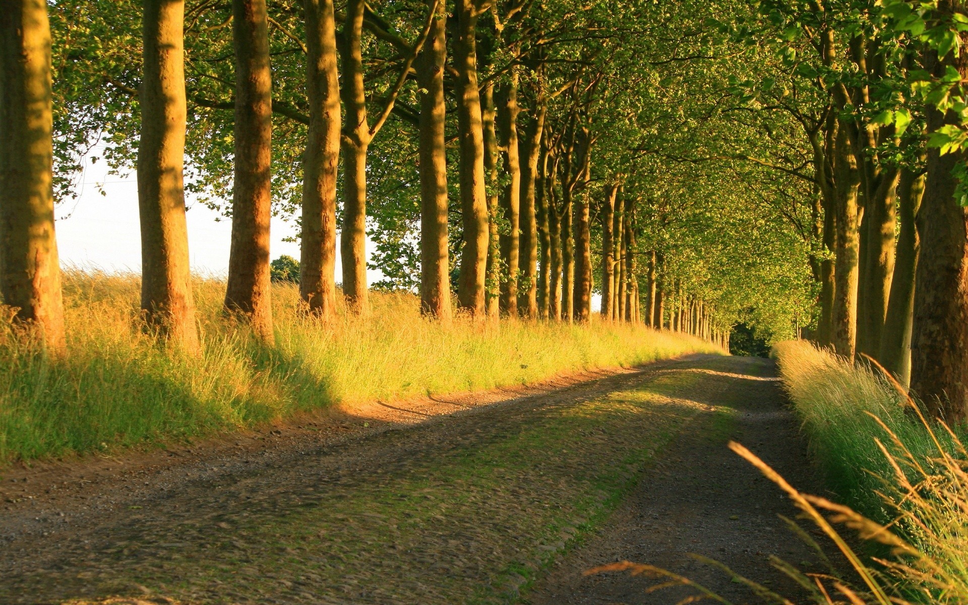 paisaje camino árbol paisaje madera guía hoja al aire libre naturaleza otoño campo amanecer luz medio ambiente luz del día parque escénico hierba buen tiempo rural