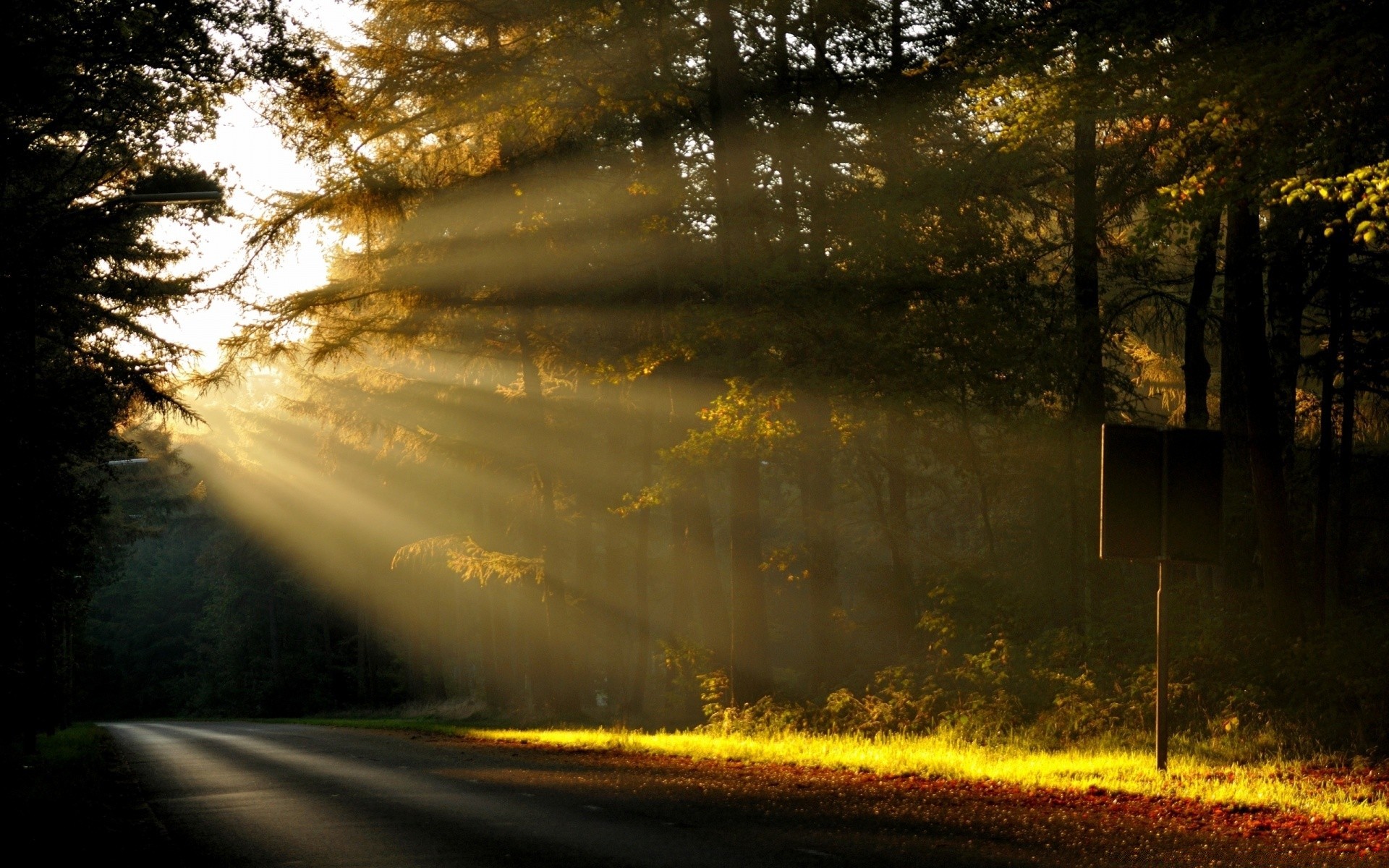 landscapes road tree light landscape dark dawn nature fall sun evening wood sunset street fog