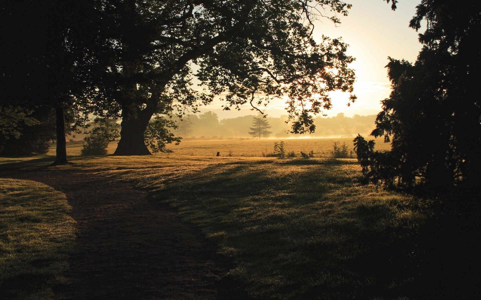 landscapes tree landscape fog backlit dawn light outdoors road mist park shadow silhouette weather environment evening