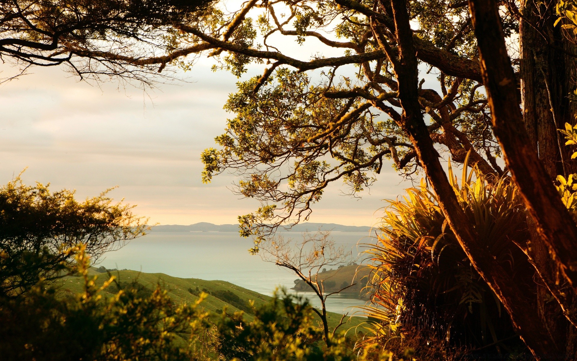 landscapes tree landscape nature sunset dawn outdoors sun wood leaf fair weather fall sky light evening backlit scenic