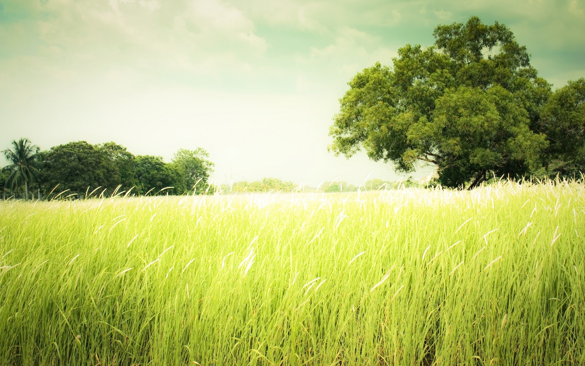 landschaft des ländlichen weide flocken feld gras landschaft sommer wachstum bauernhof sonne natur landschaft landwirtschaft weizen ackerland ernte gutes wetter boden im freien