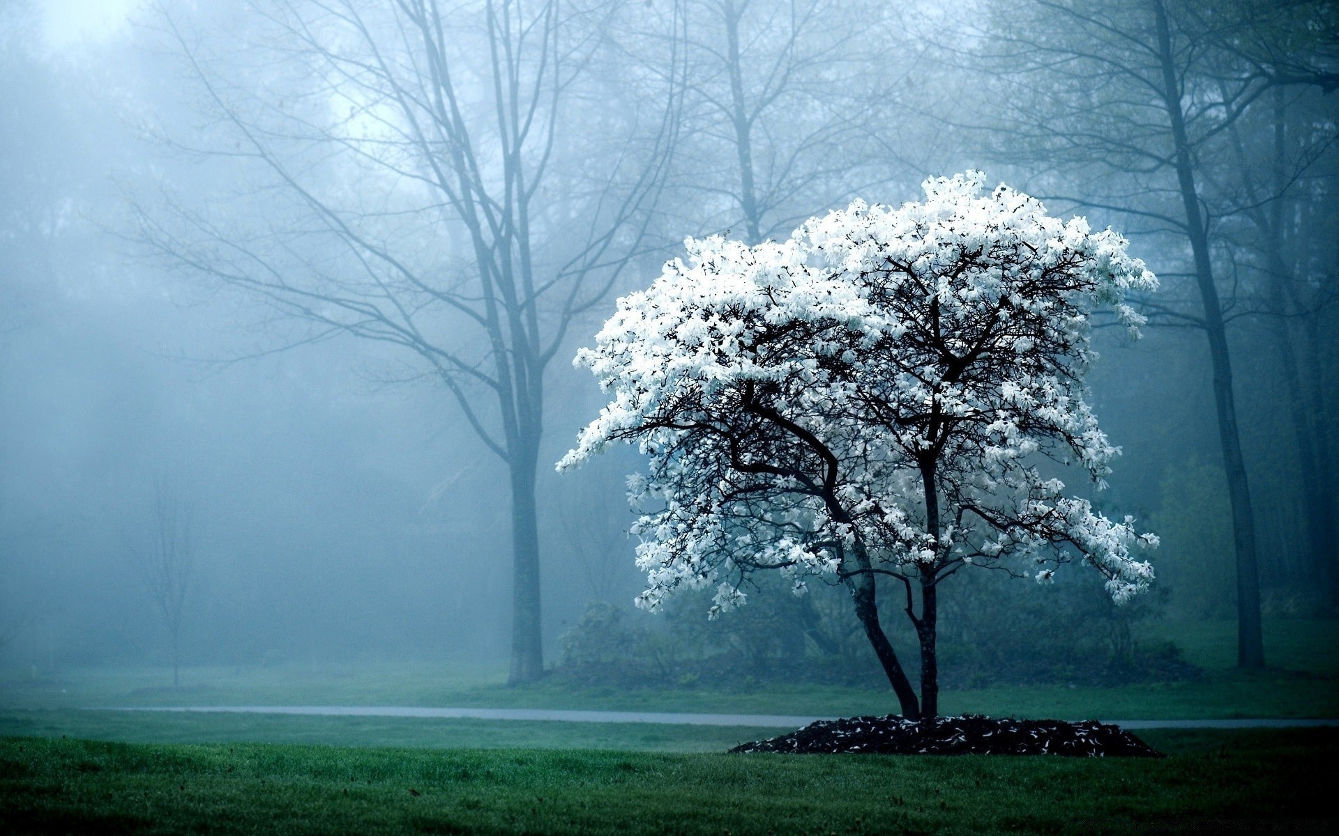 paysage brouillard arbre brouillard paysage aube bois météo nature scénique branche parc brume campagne feuille automne