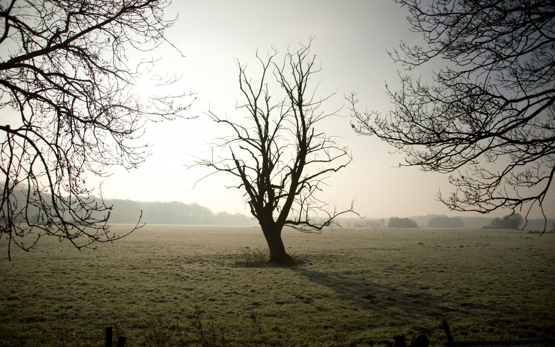 paysage brouillard paysage arbre brouillard aube nature météo coucher de soleil soir ciel bois automne silhouette lumière soleil à l extérieur environnement scénique brume