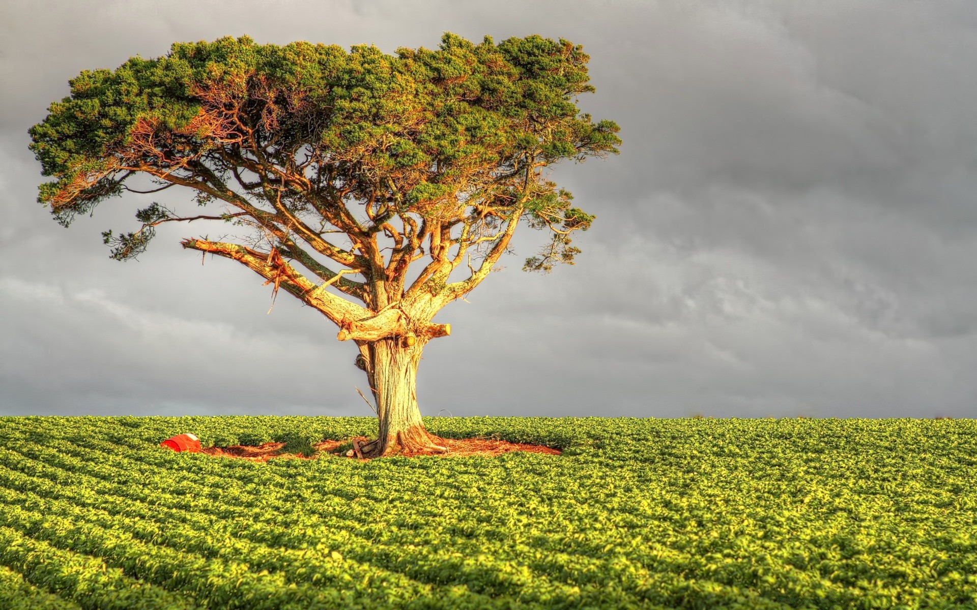 landscapes landscape tree rural nature field countryside cropland agriculture outdoors sky growth grass hayfield scenic country