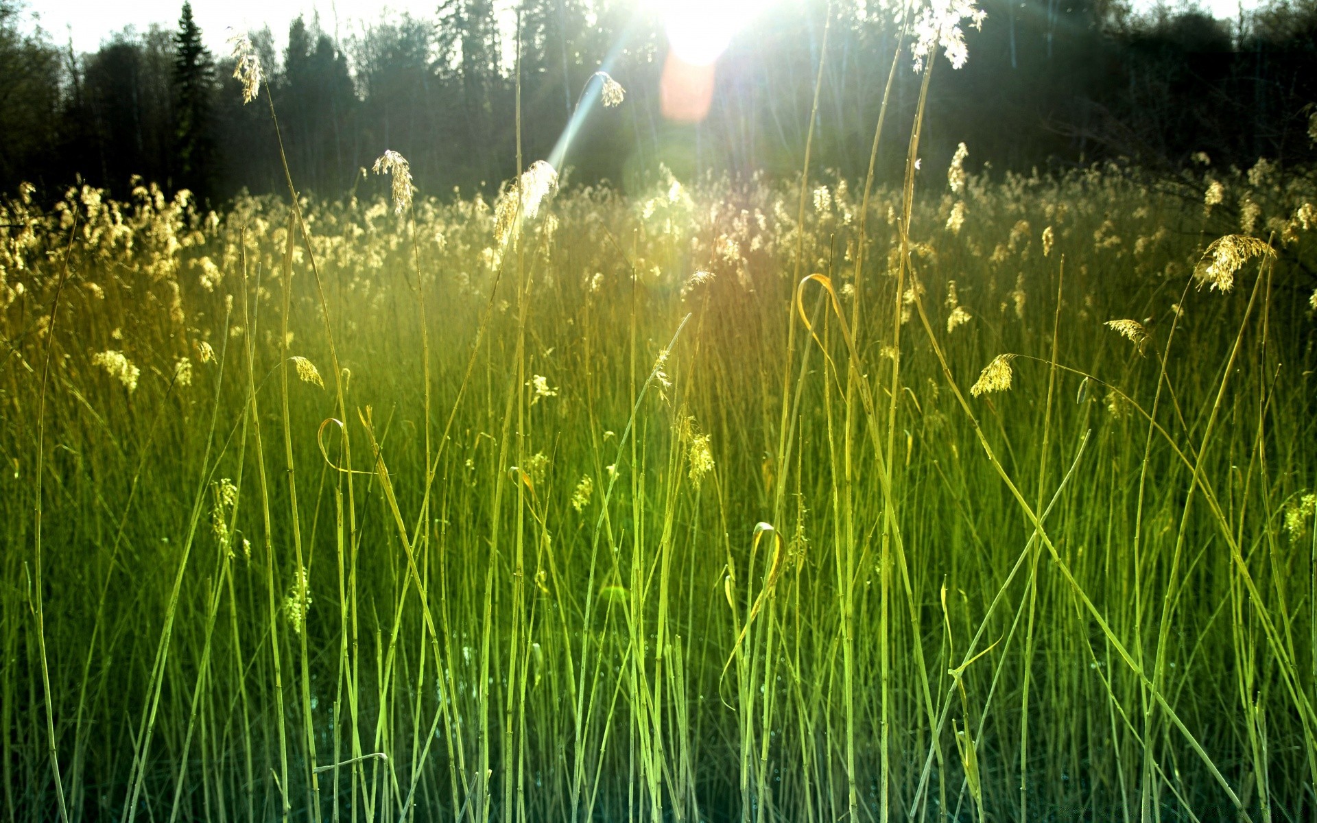 paisagens grama natureza flora verão campo feno crescimento ao ar livre ambiente sol bom tempo amanhecer rural folha temporada brilhante jardim pasto gramado