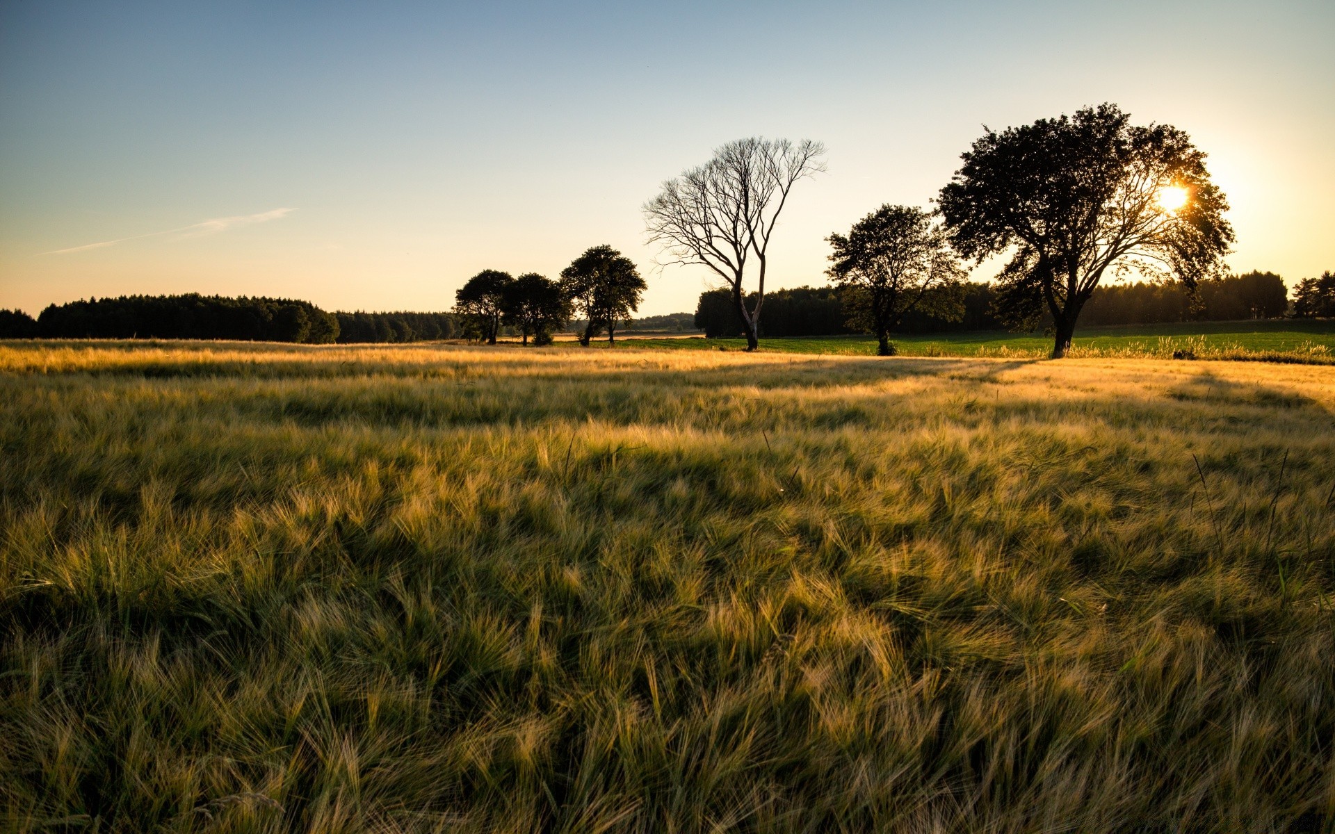 paesaggio campo paesaggio agricoltura grano fattoria rurale cereali campagna mais tramonto natura erba cielo raccolto sole paese pascolo alba all aperto