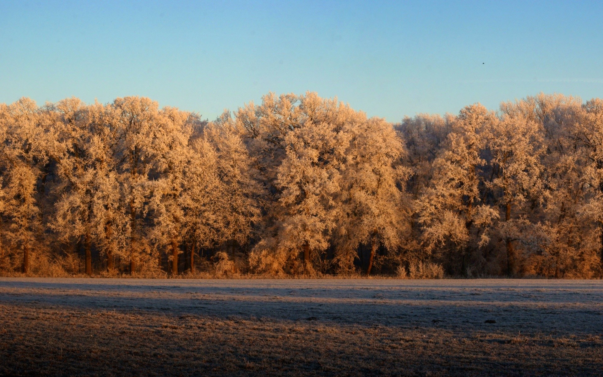 paesaggio albero paesaggio autunno inverno legno neve alba all aperto natura nebbia scenico cielo luce del giorno bel tempo tempo parco