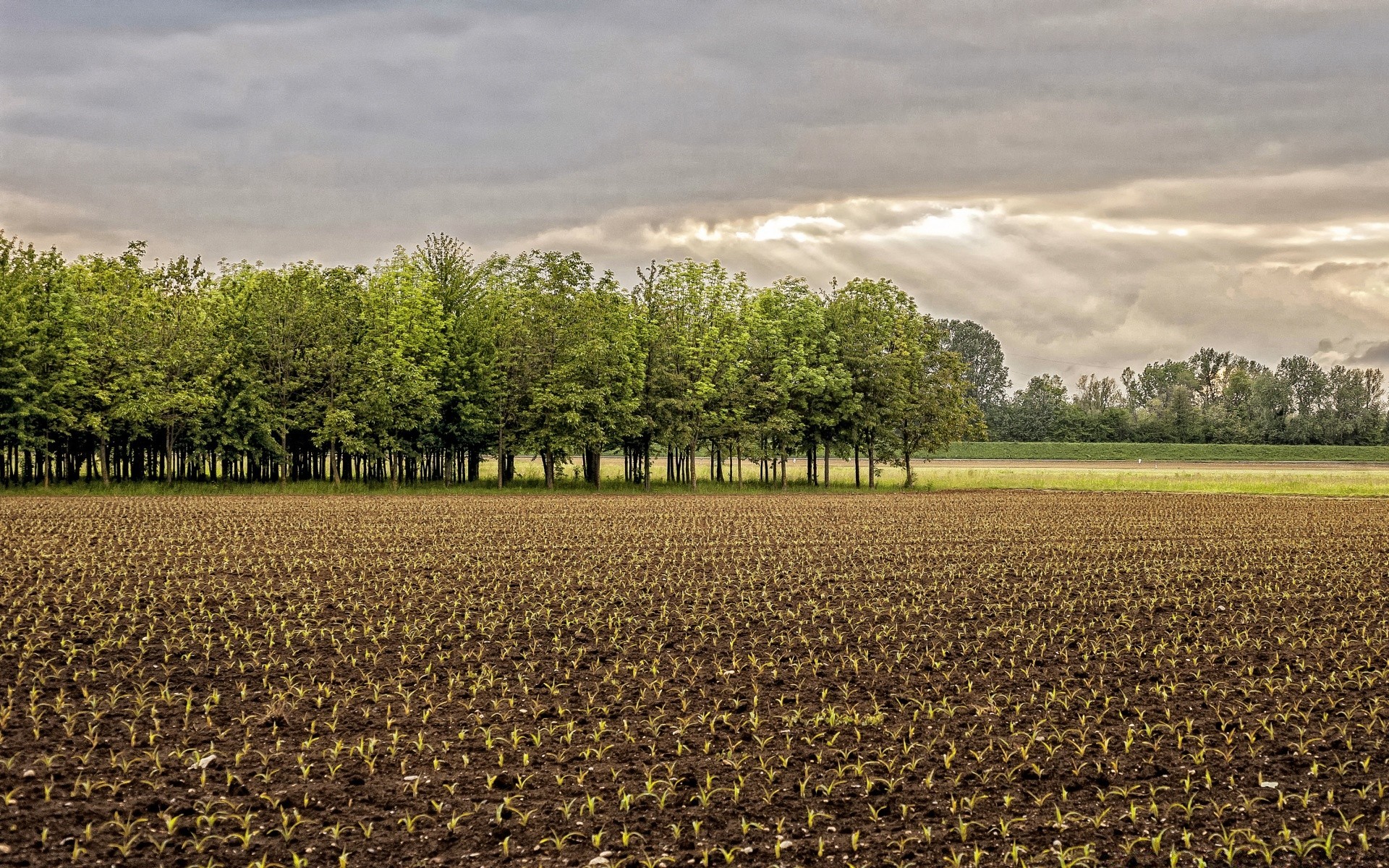 landschaft landwirtschaft landschaft natur im freien ernte bauernhof baum bebautes land weide himmel feld landschaft ländliche tageslicht wachstum sommer