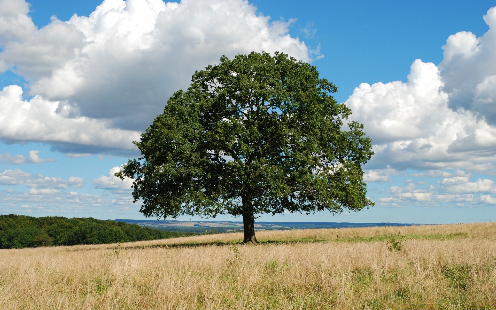 paesaggio paesaggio albero natura erba cielo fieno legno all aperto campo orizzonte estate rurale ambiente campagna quercia scenico flora idillio solitudine