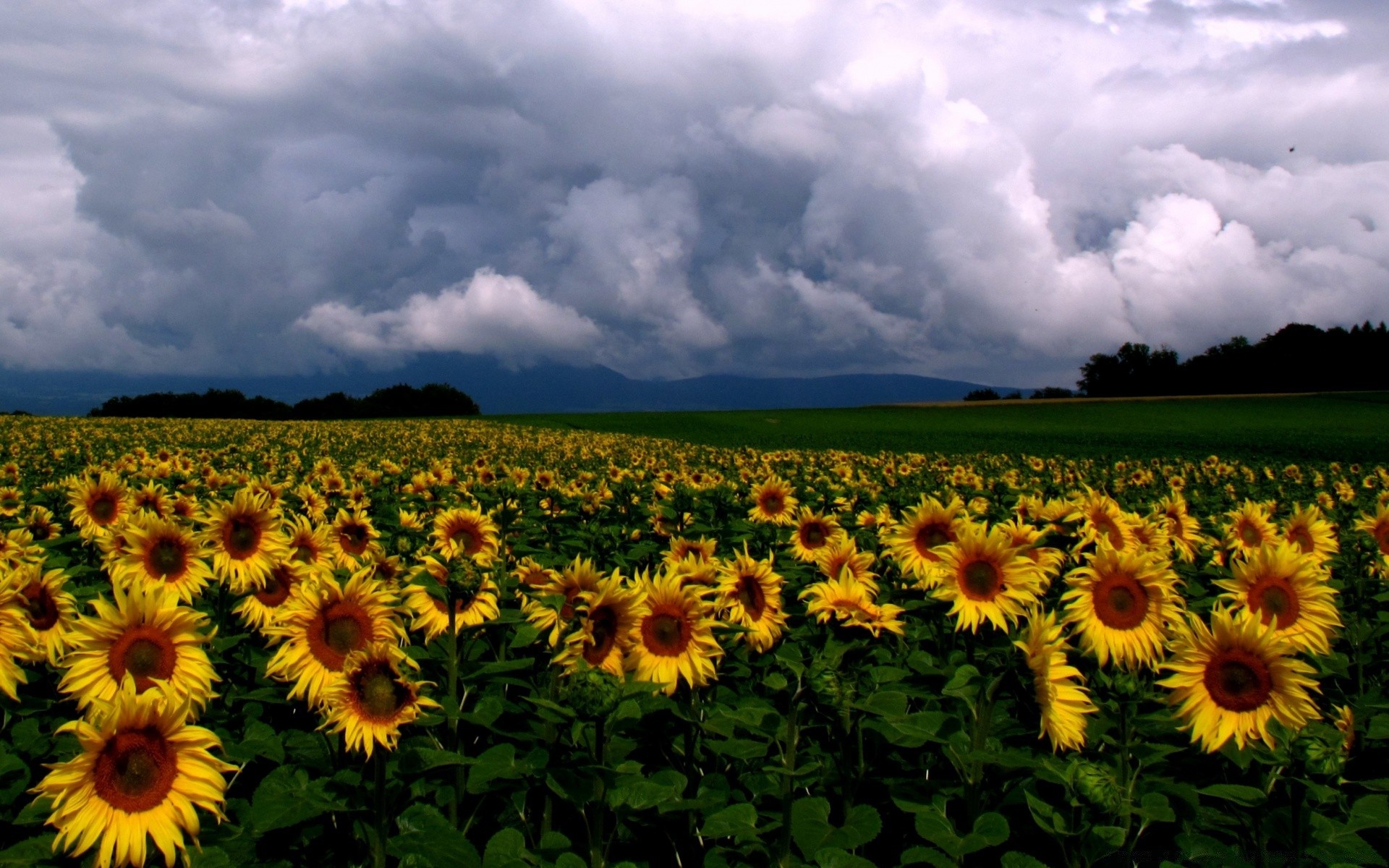 landscapes sunflower agriculture nature summer rural field growth sun flower flora outdoors bright fair weather countryside sky leaf farm hayfield plantation