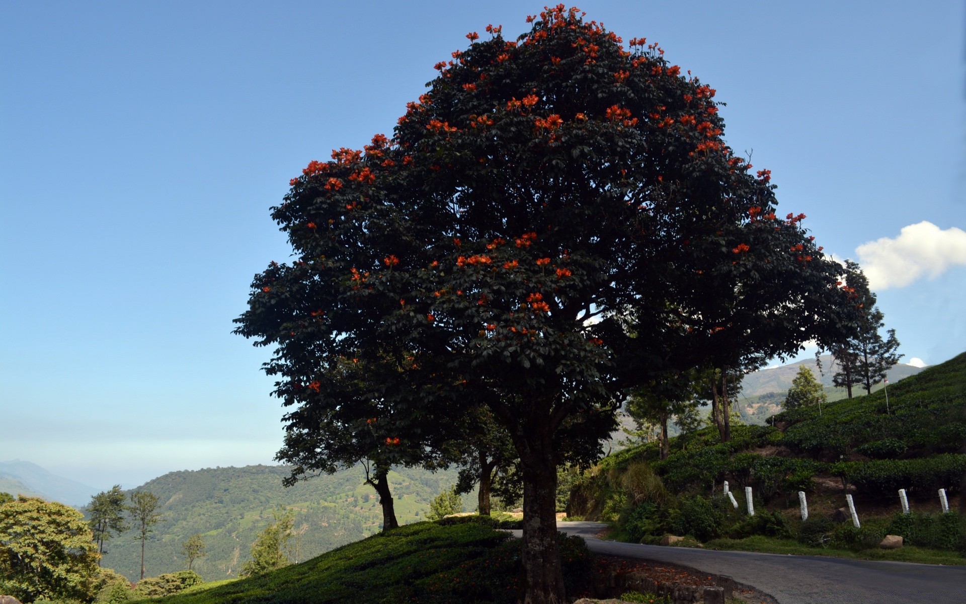 paisaje árbol paisaje hoja al aire libre otoño parque naturaleza luz del día madera rama viajes