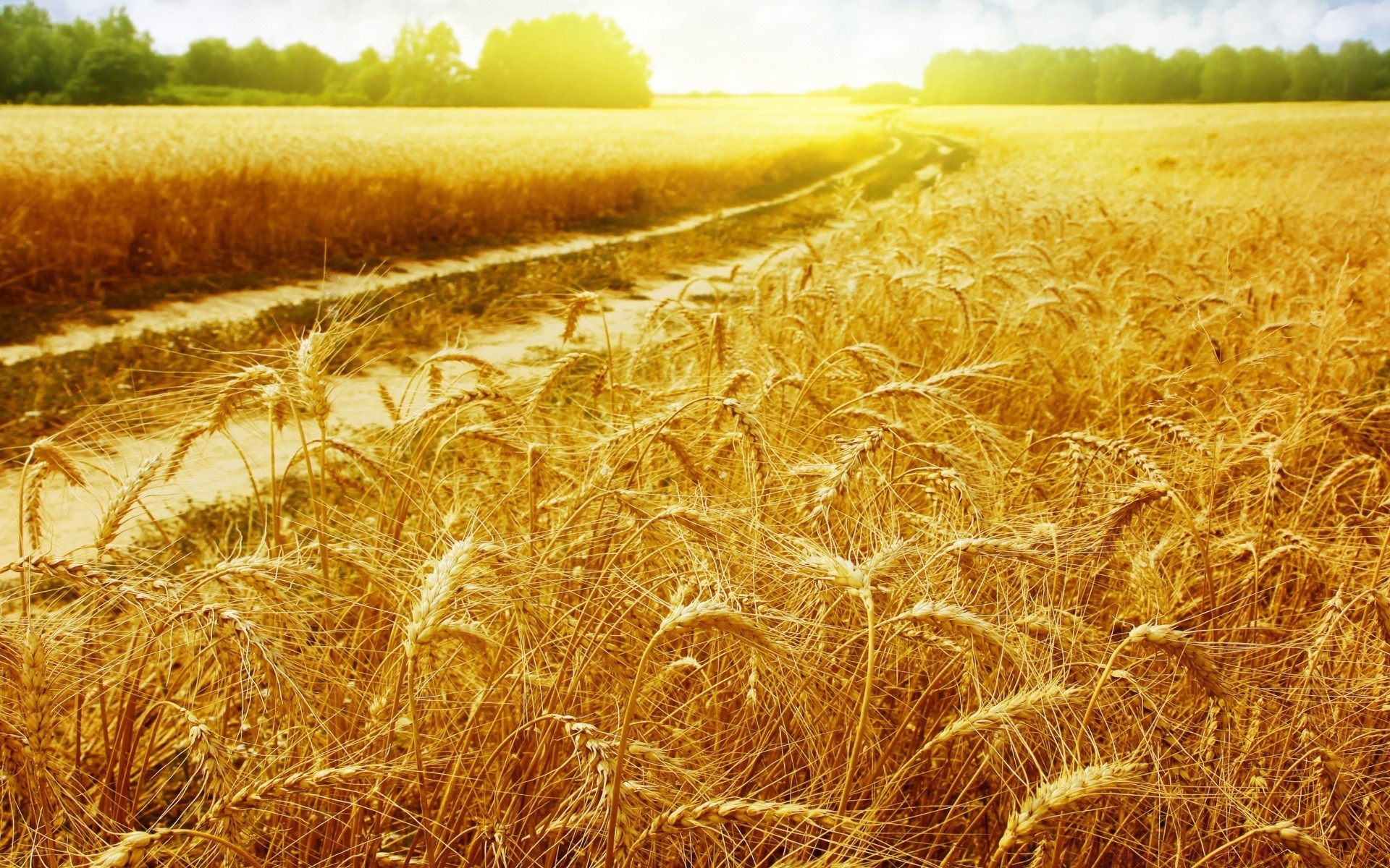 landschaft getreide weizen gold stroh feld ländlichen brot mais ernte bauernhof weide landschaft roggen landwirtschaft land natur landschaft boden gras