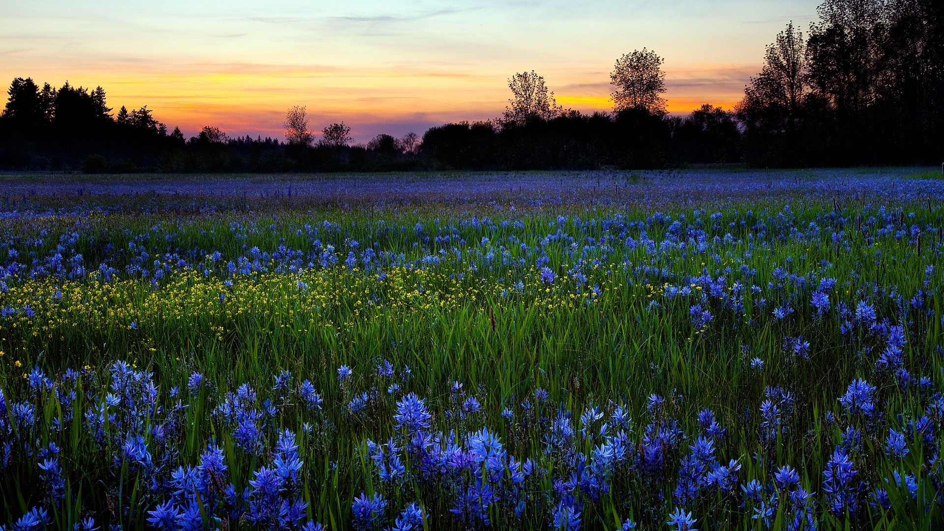 paesaggio fiore natura all aperto campo fieno colore flora paesaggio giacinto rurale stagione parco estate giardino lampada floreale bel tempo primavera fioritura