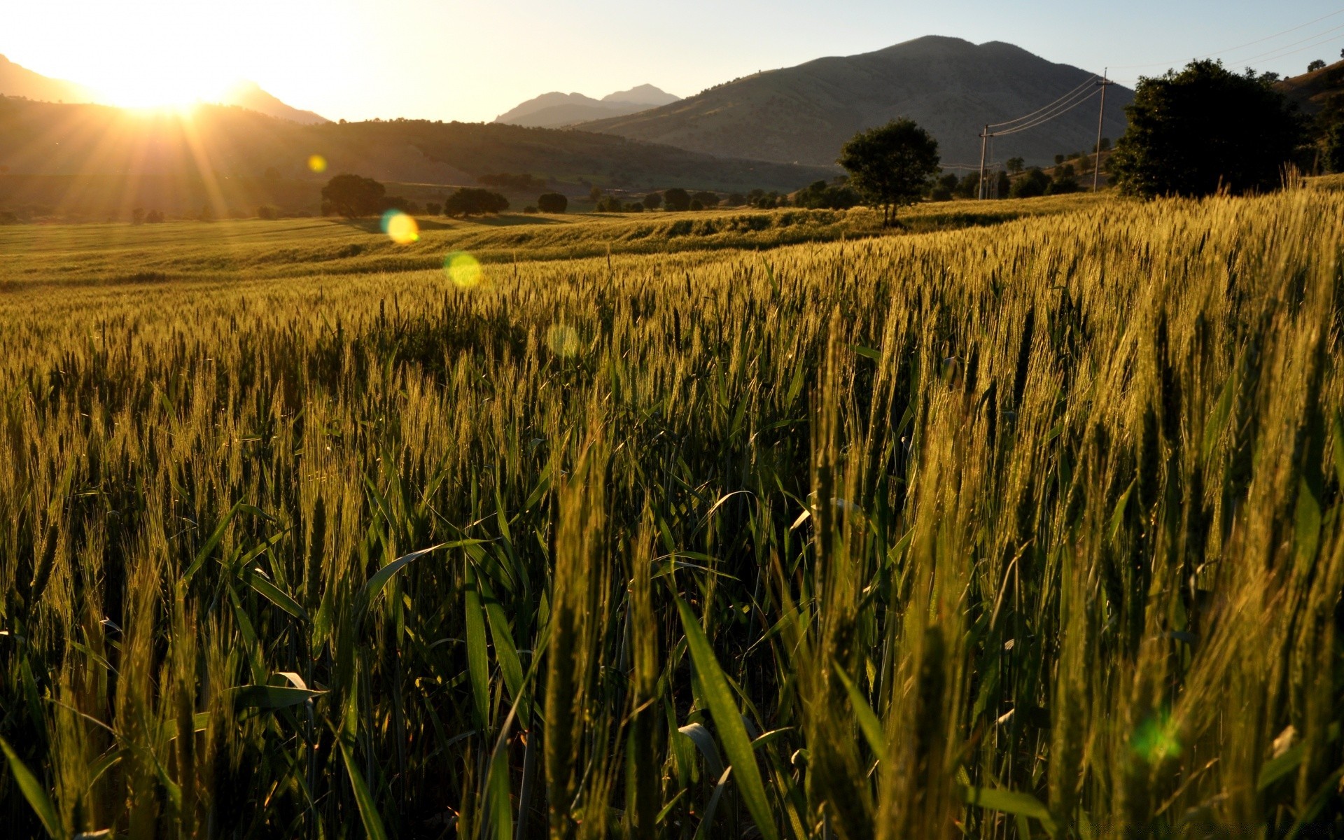 landscapes cereal wheat agriculture crop farm field pasture corn rural cropland landscape bread countryside gold rye growth country straw sunset