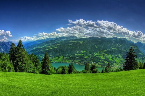 Wald Bäume Natur Landschaft