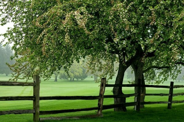 Grüne rustikale Landschaft mit Zaun