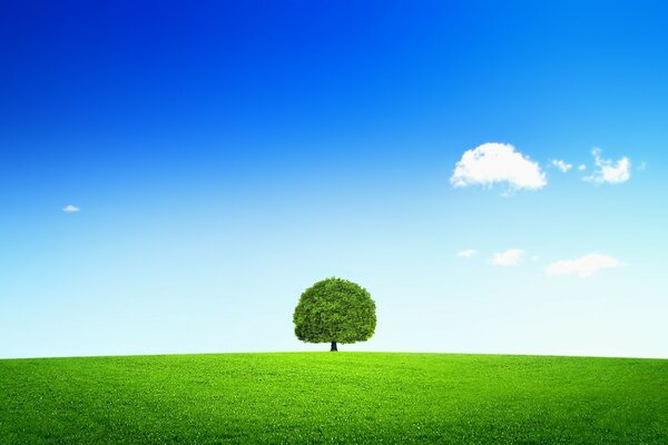 Albero in campo campagna paesaggio