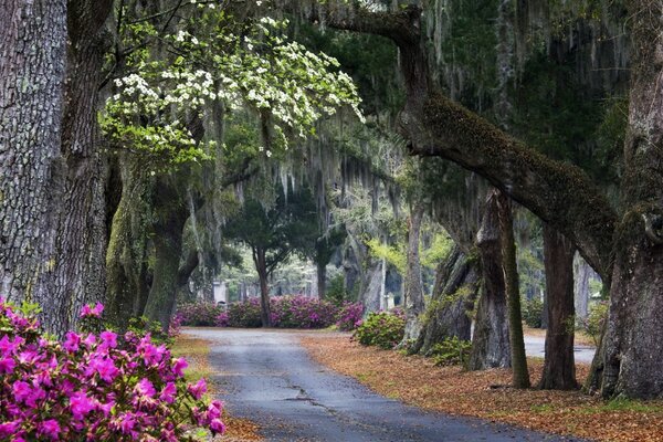 A narrow road among big green trees