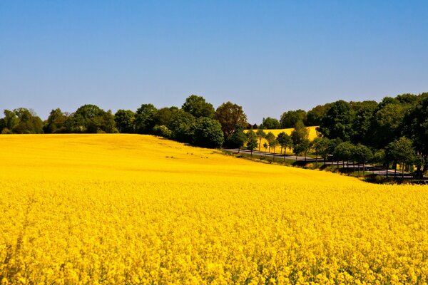 Landscape:agriculture -field, farm