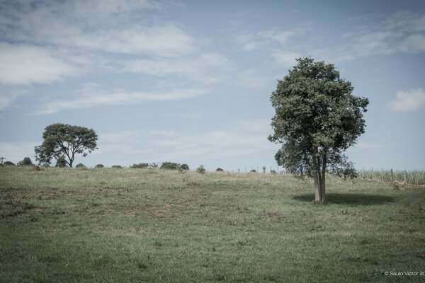 Árboles solitarios en el campo