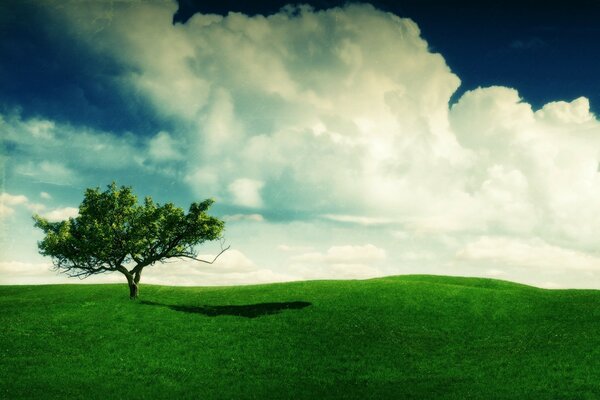 Landschaft mit grünem Gras und Baum